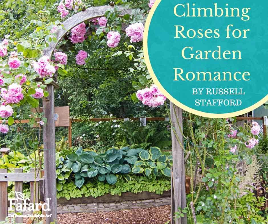 Climbing Roses for Garden Romance Featured Image