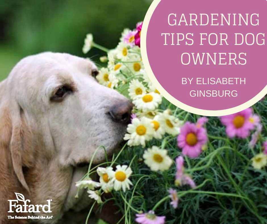 Gardening Tips for Dog Owners Featured Image