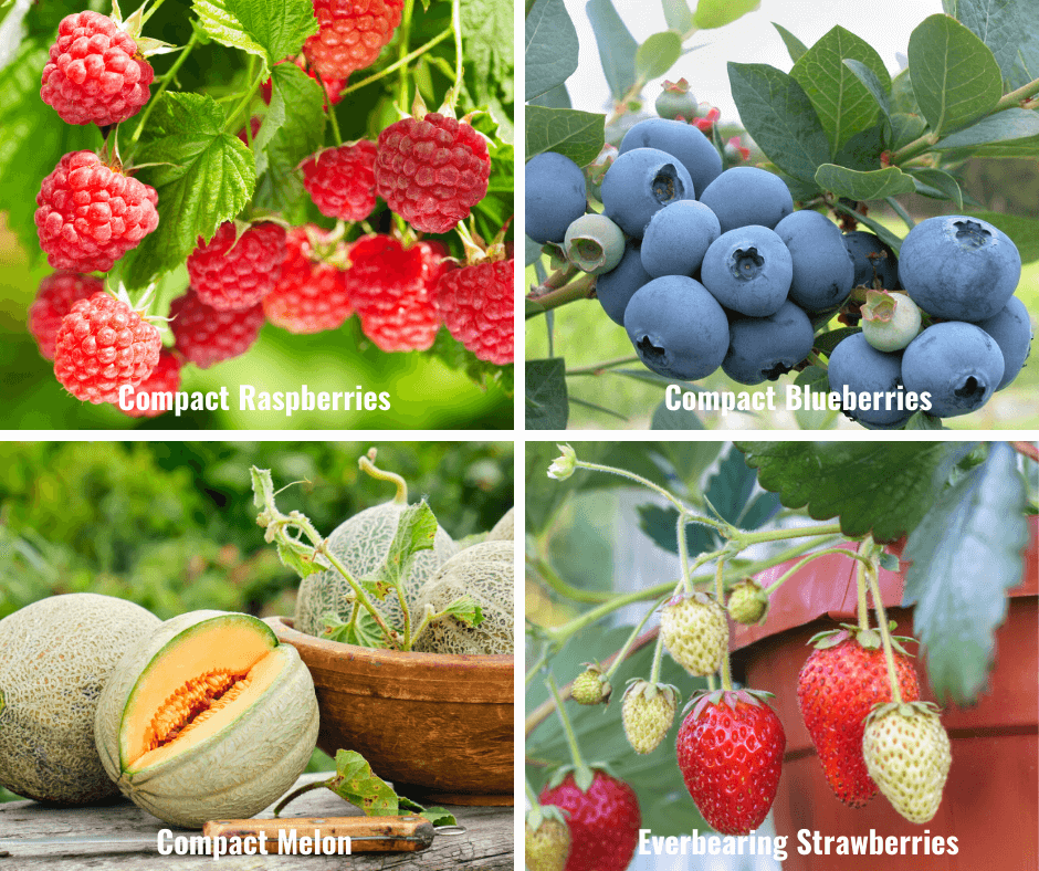 Compact Raspberries, Compact Blueberries, Compact Melon, Everbearing Strawberries