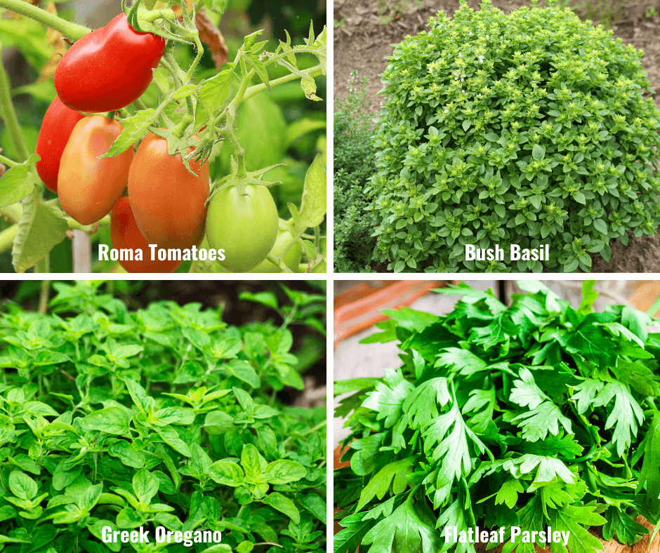 Roma Tomatoes, Bush Basil, Greek Oregano, Flatleaf Parsley
