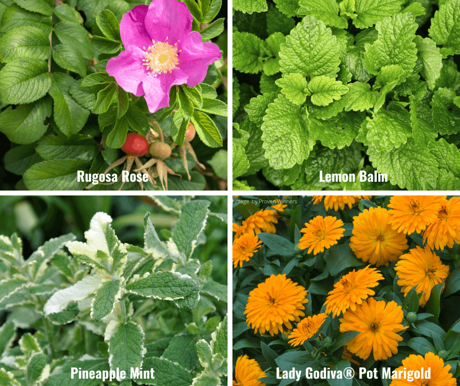 Herbal tea ingredients: Rugosa Rose, Lemon Balm, Pineapple Mint, Lady Godiva Pot Marigold