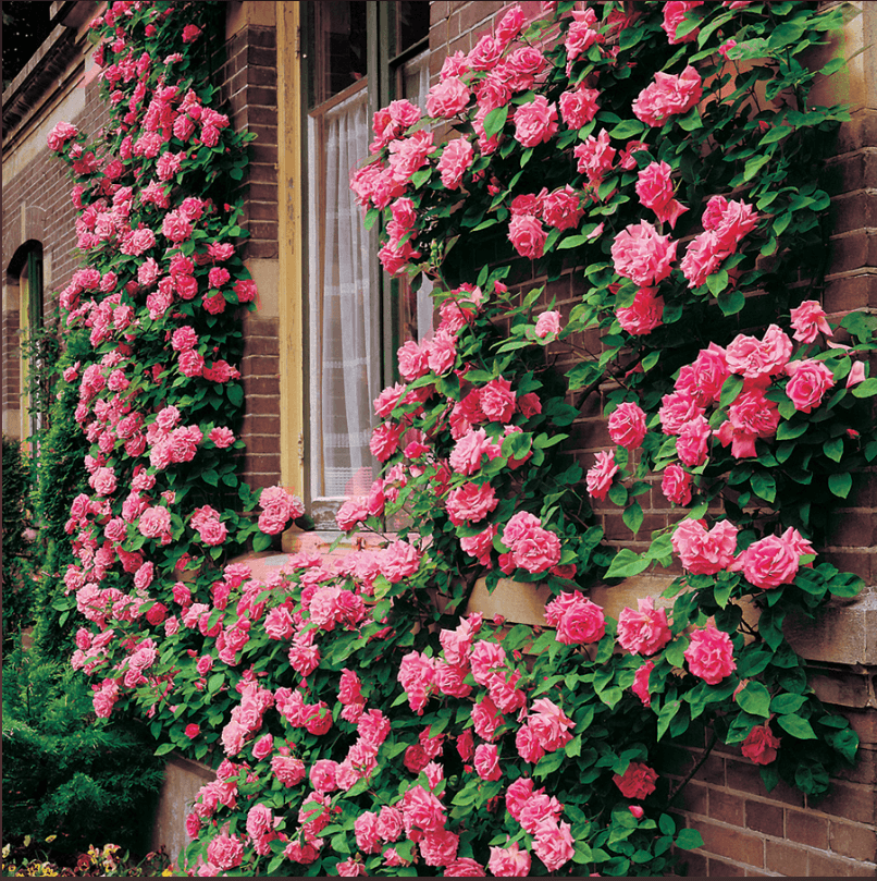 Climbing Roses for Garden Romance – Fafard