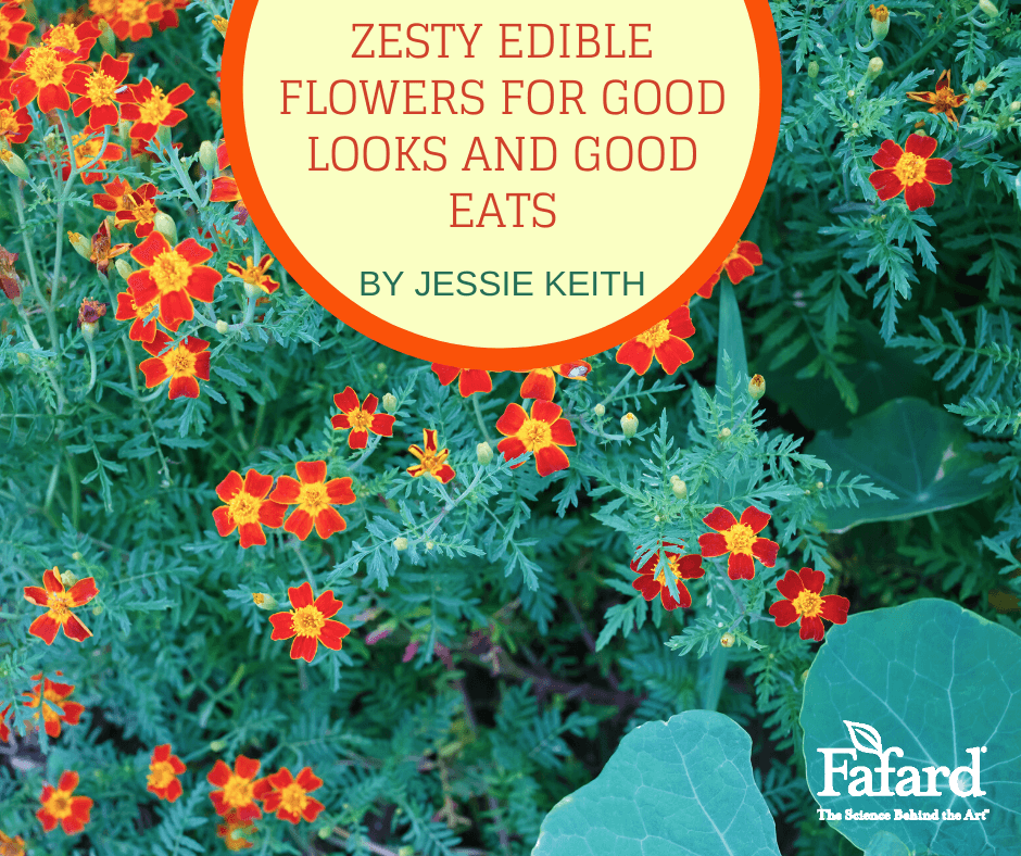 Zesty Edible Flowers for Good Looks and Good Eats