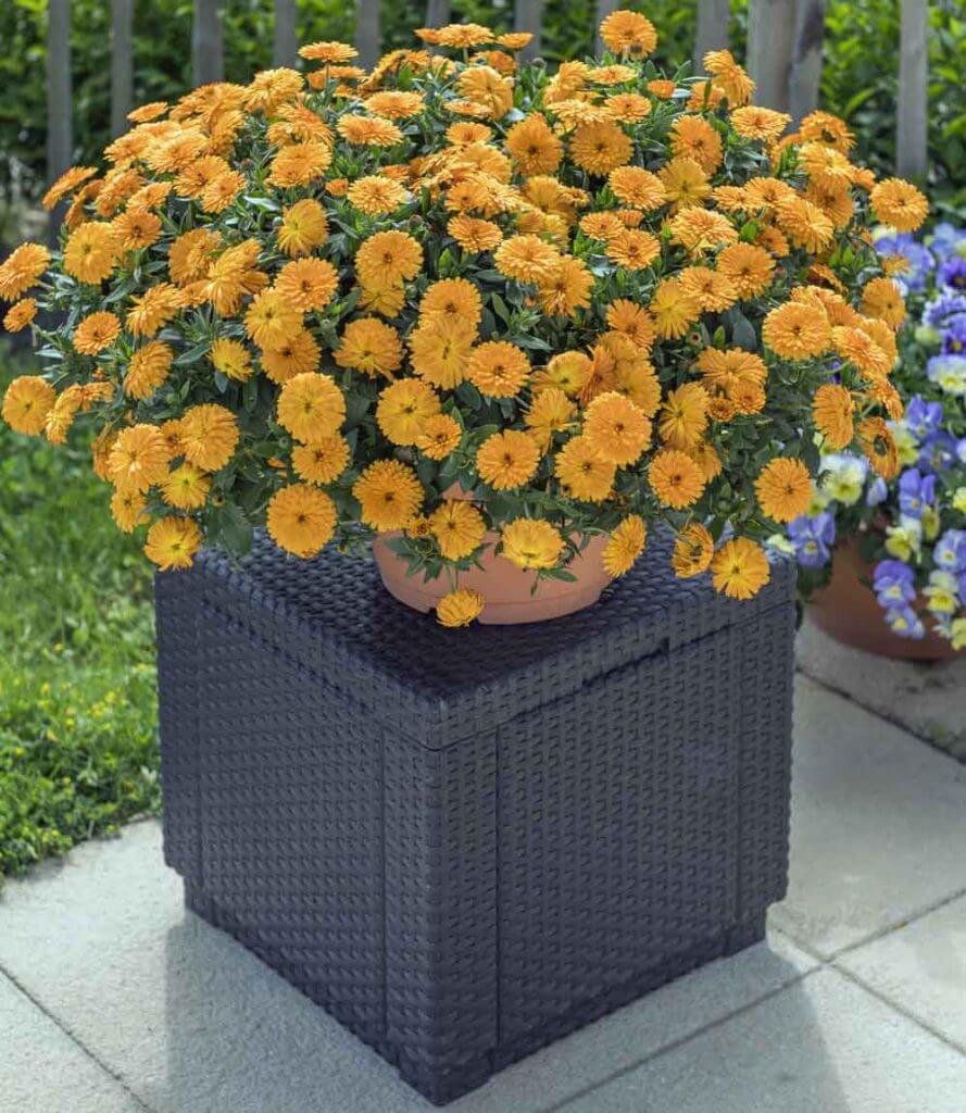 Lady Godiva® Orange pot marigold (Image thanks to Proven Winners®)