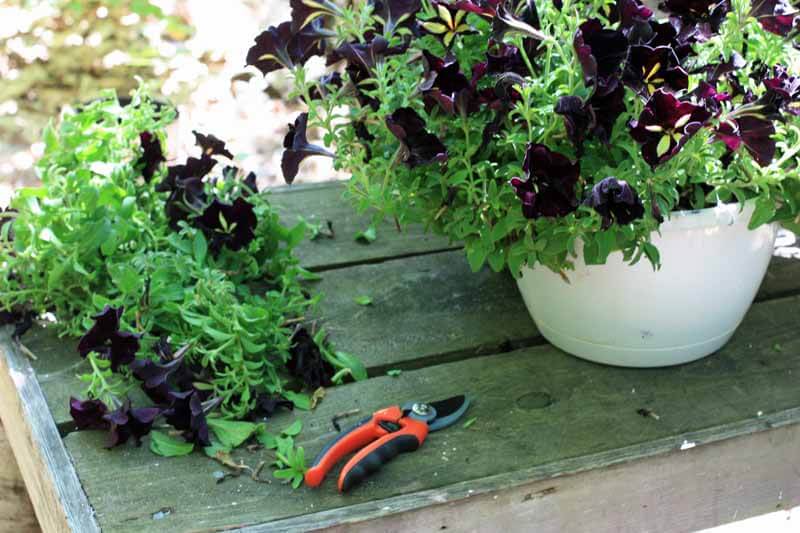 Trimmed petunias