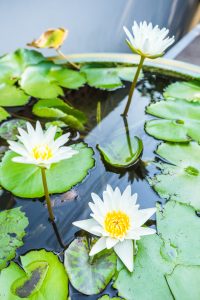 'Hermine' water lilies