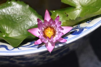 Pink water lily in ceramic pot