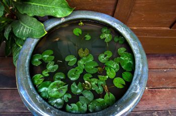 Pot with miniature water lilies