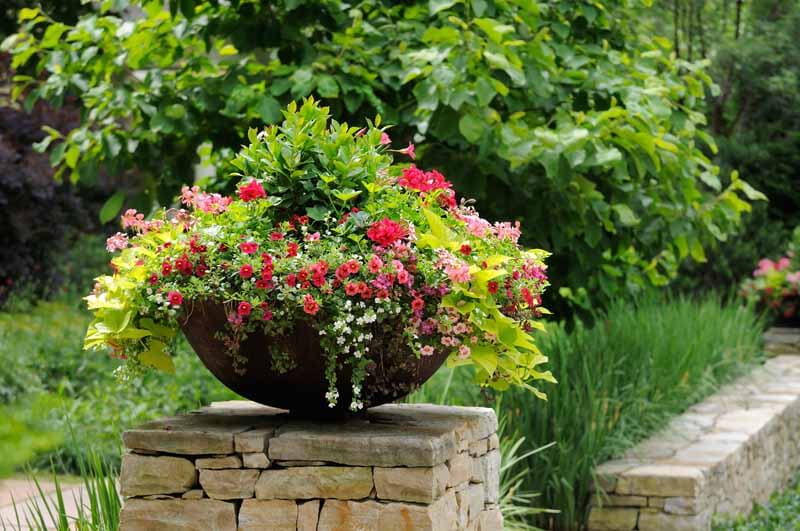 Metal bowl planter with Calibrachoa, sweet potato vine, Bacon, and geraniums