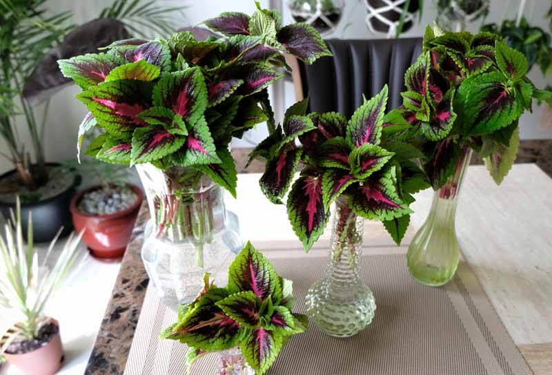 Coleus cuttings in glass vases