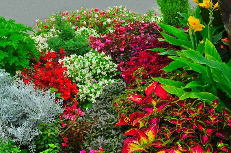 Coleus in garden beds