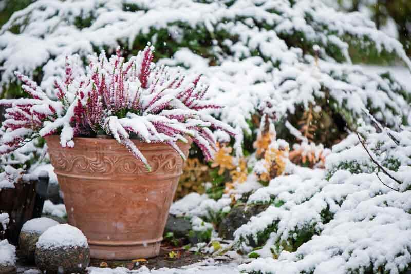 Winter pot in snow