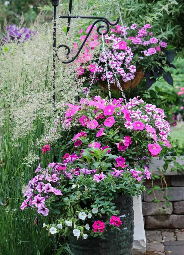 Hanging summer annuals