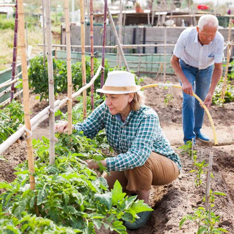 A couple tending tomatoes in the garden