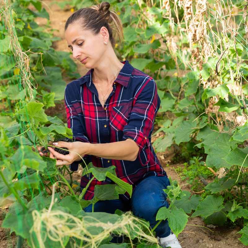 Gardener working on cucumber vines