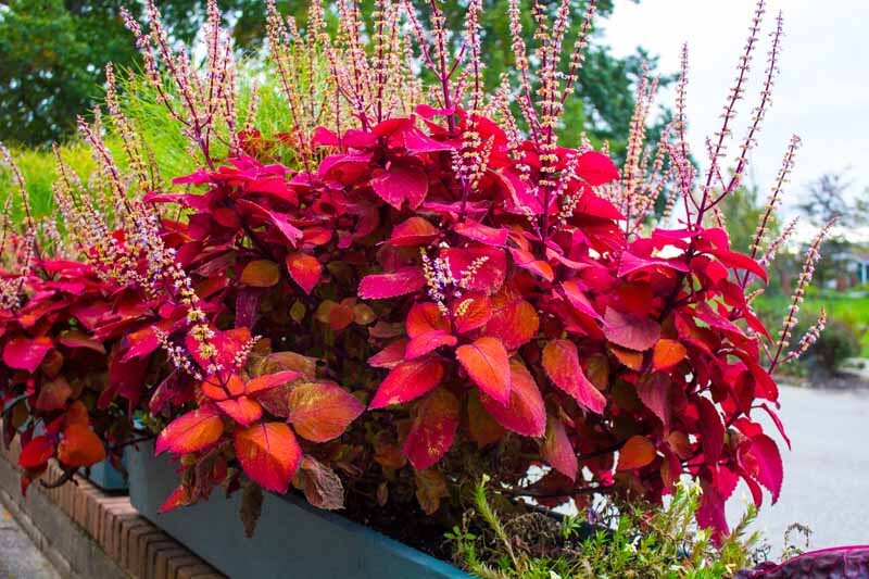 Healthy coleus