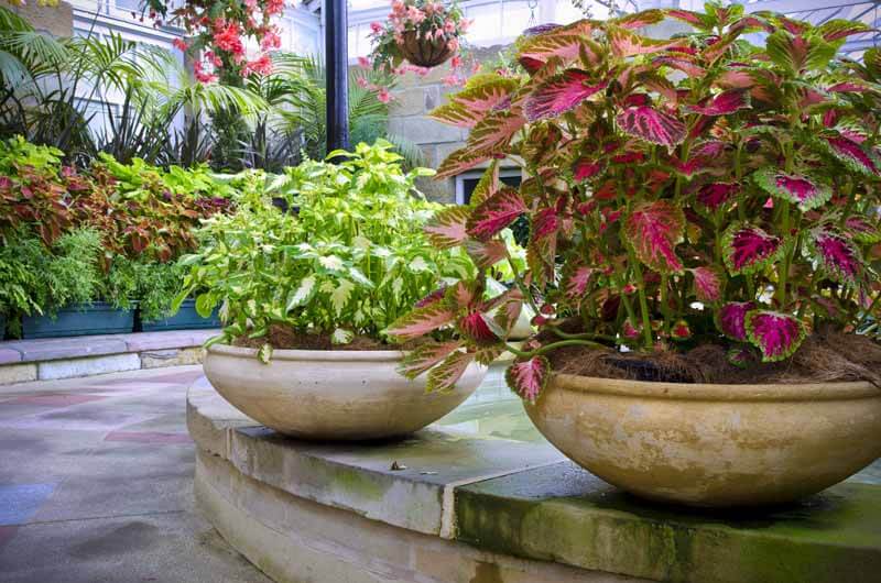 Coleus in bowl containers