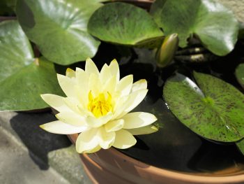 Yellow water lily 'Helvola'