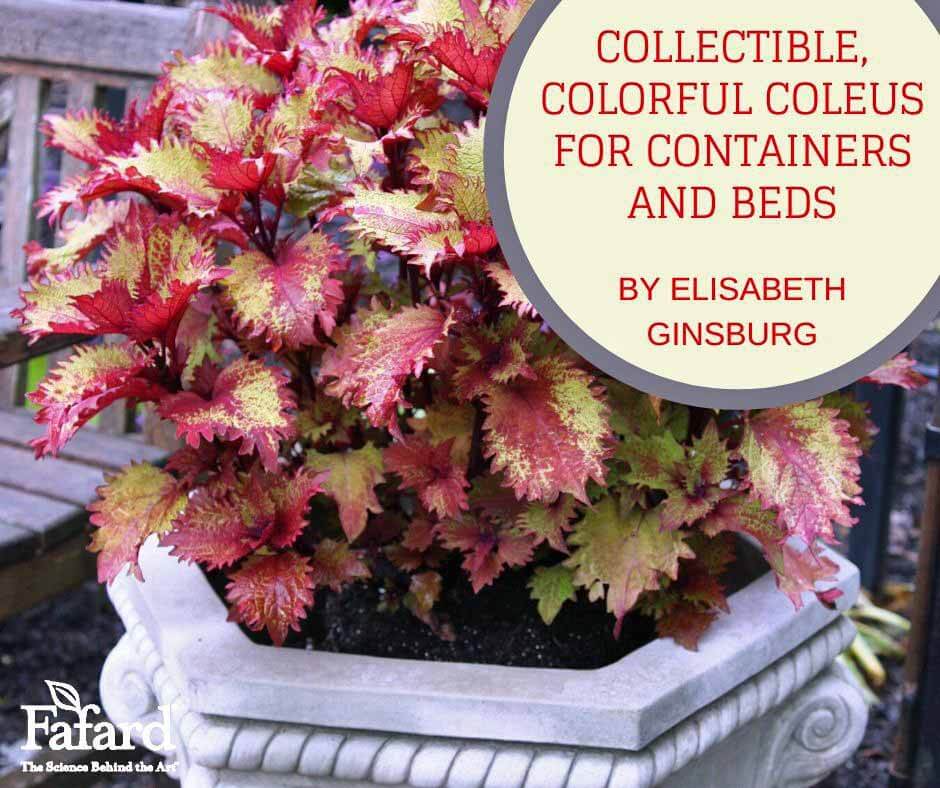 Fafard Collectible, Colorful Coleus for Containers and Beds