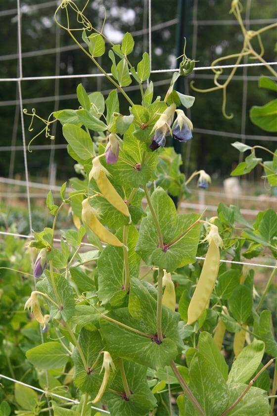 Golden snow peas 