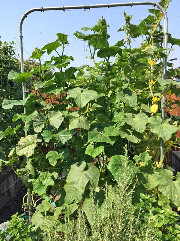 Melons on study trellis