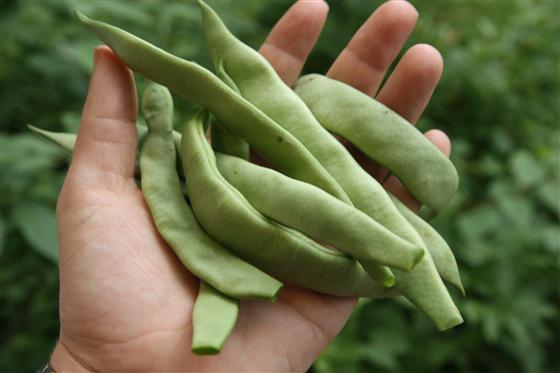 Broad romano beans