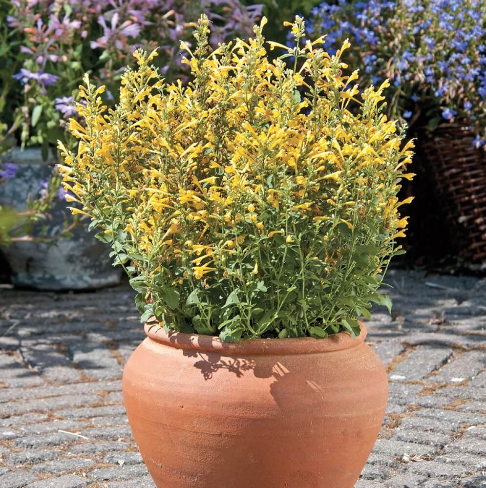 Flowers in clay pot