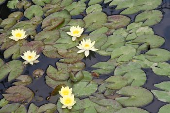 'Helvola' water lilies 
