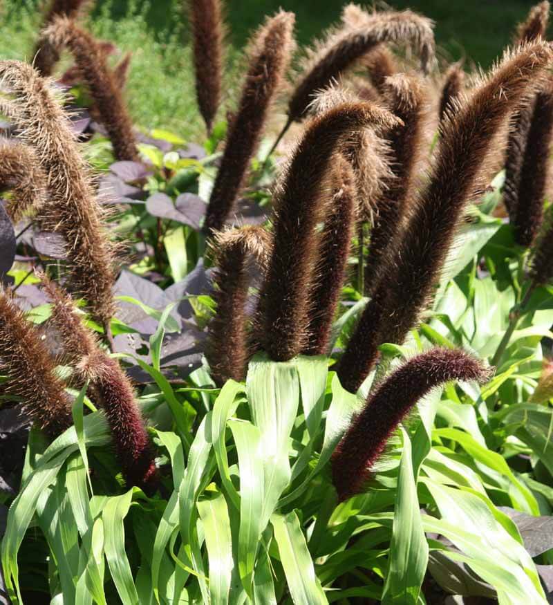 Pennisetum glaucum 'Jade Princess'