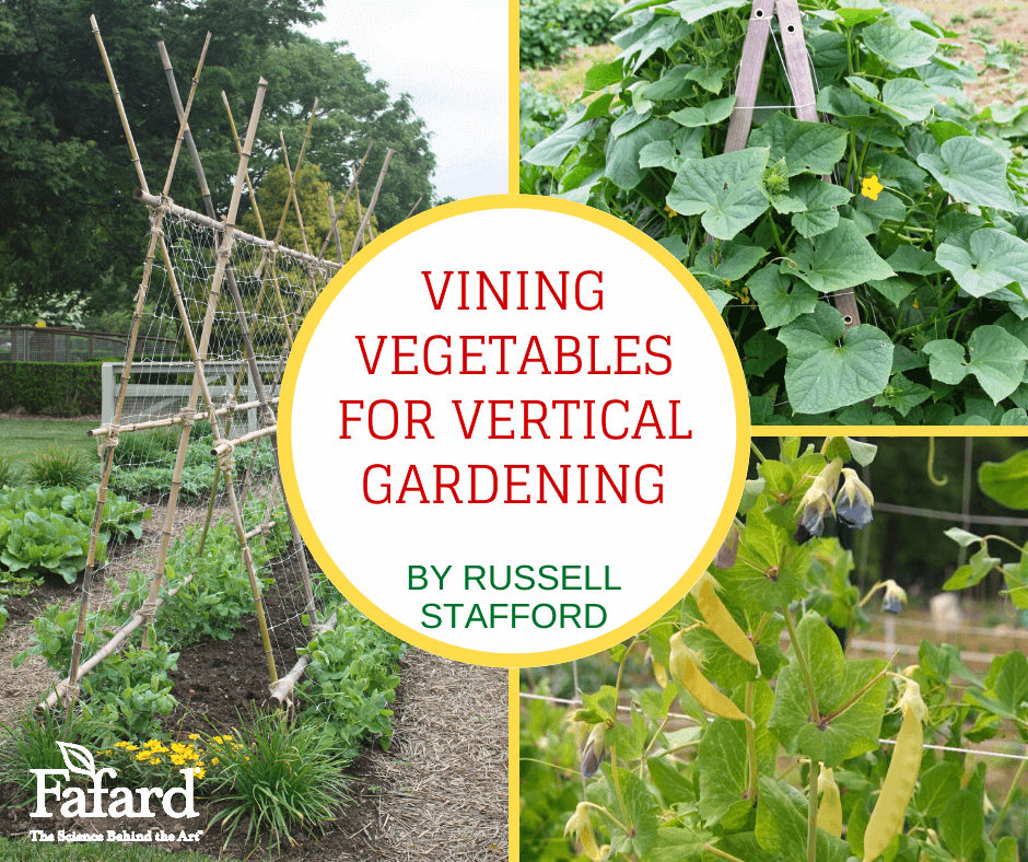 Vining Vegetables for Vertical Gardening Featured Image