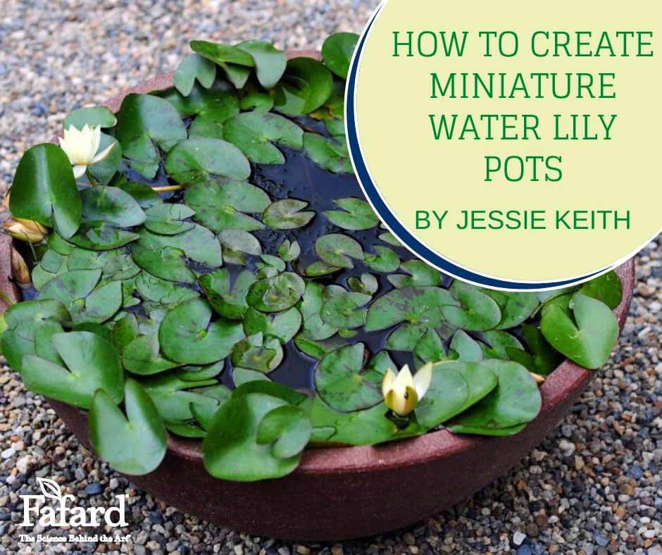 How to Create Miniature Water Lily Pots Featured Image