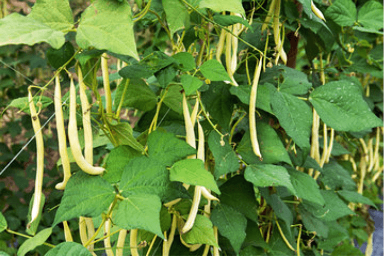 Yellow wax beans