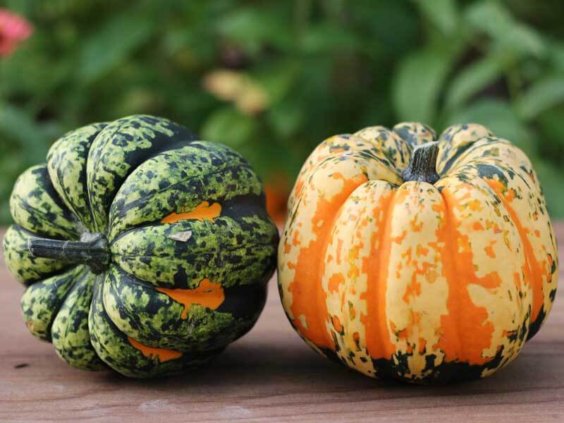 Carnival acorn squash