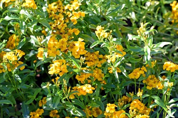 Mexican mint marigold