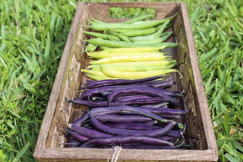 Tricolor bush beens in a tray