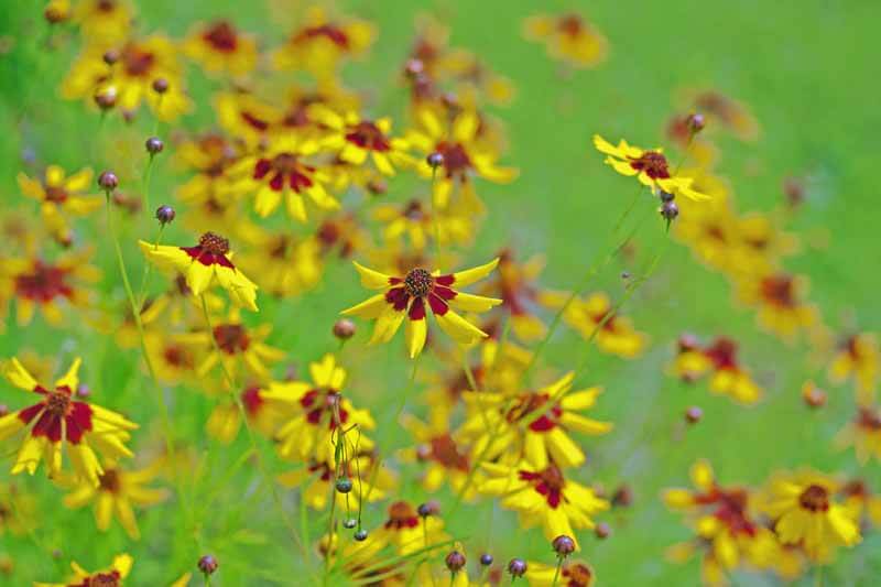 Dyer's Coreopsis 'Mardi Gras'