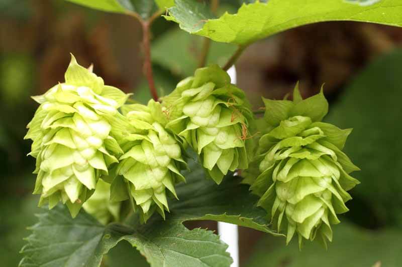 Hops flowers