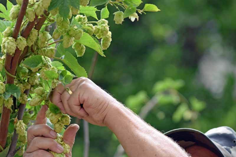 Harvesting hops without gloves