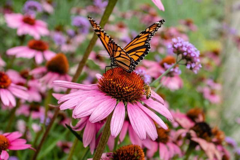 Monarch butterfly on purple coneflower