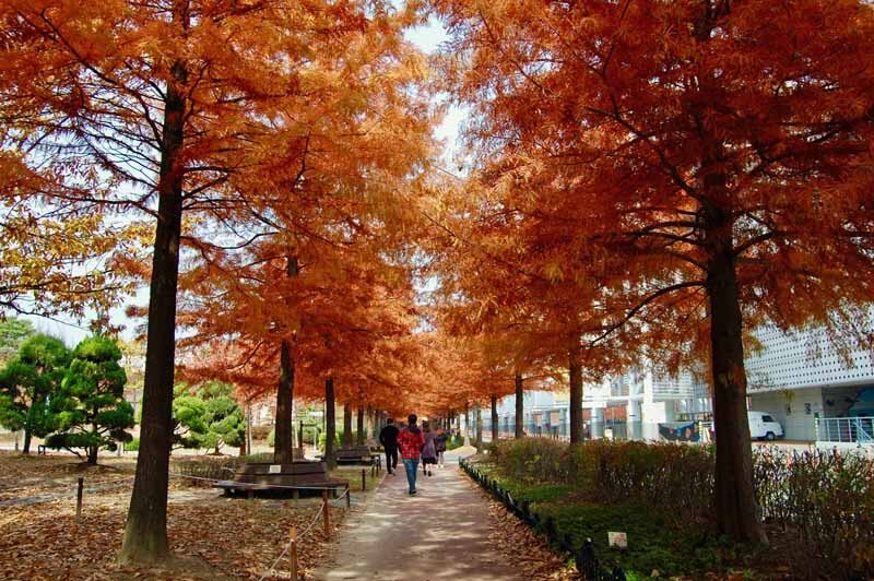 Fall allée of bald cypresses