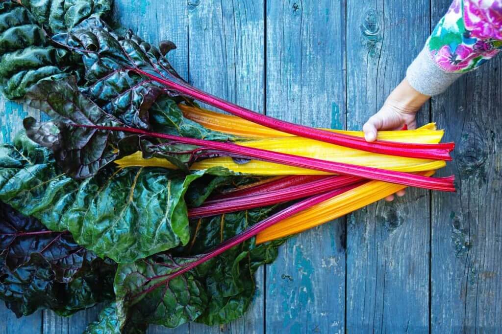 Rainbow Improved Swiss chard