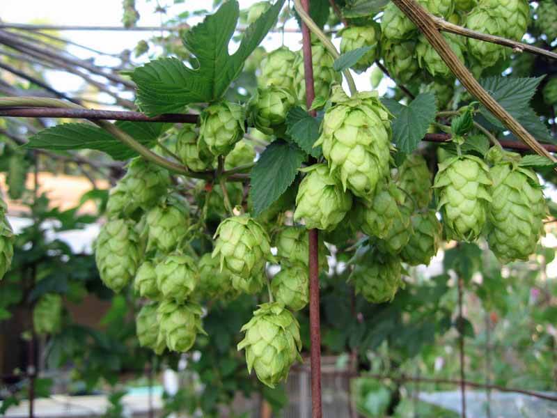 Hops flowers growing on a trellis