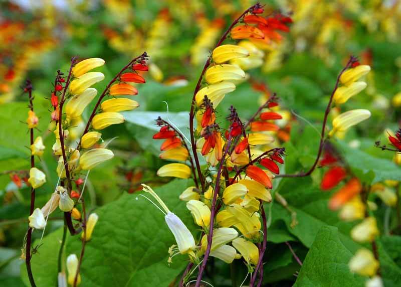 Firecracker vine blooms