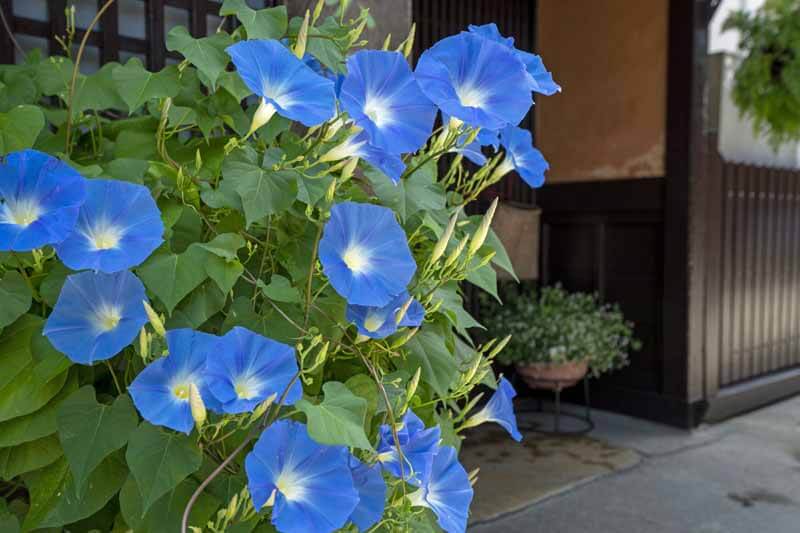 'Heavenly Blue' morning glory