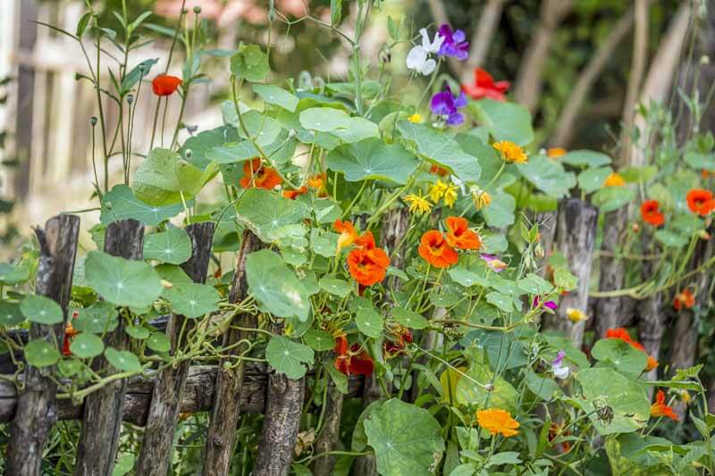 Blooming nasturtium climbing on an old weathered wooden fence