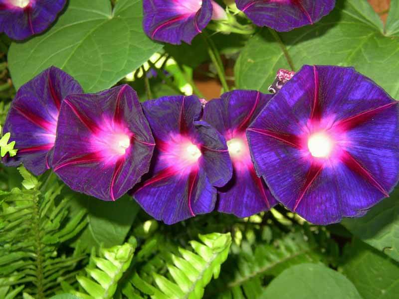 'Grandpa Ott's' morning glory