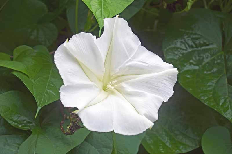 Moonflower (Ipomoea alba)