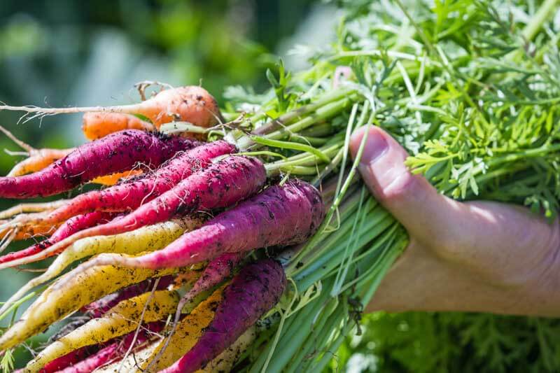 Harlequin Mix carrots