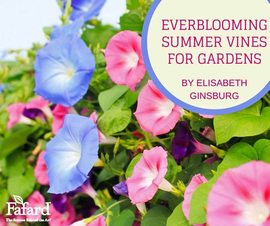 Everblooming Summer Vines for Gardens Featured Image