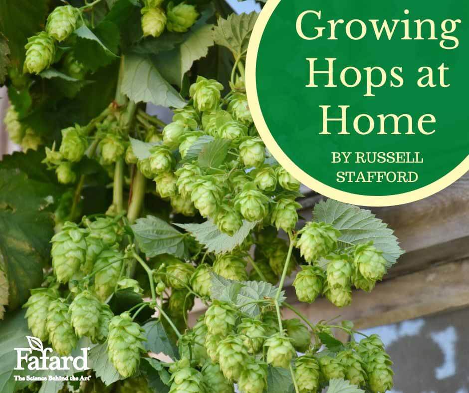 Growing Hops at Home Featured Image